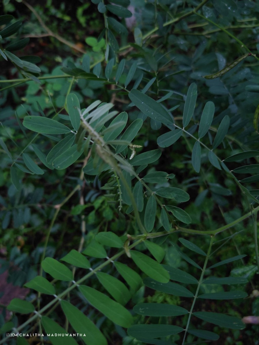 Tephrosia noctiflora Bojer ex Baker